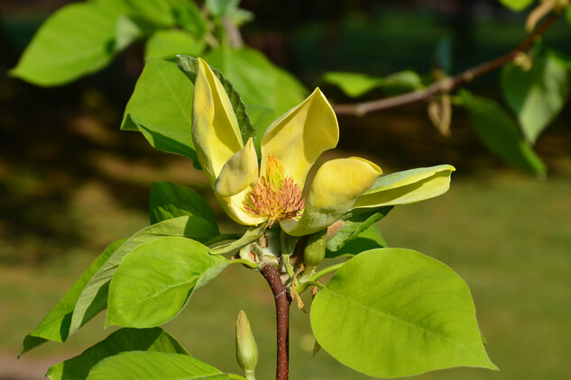 magnolie - květ